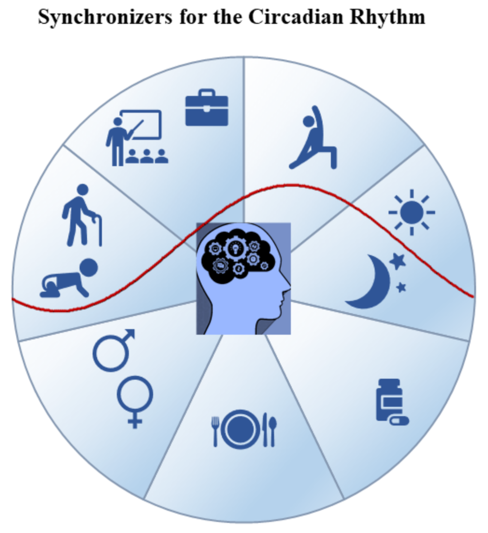 explore the role of circadian rhythms in sleep science and understand how they influence sleep patterns, health, and overall well-being.