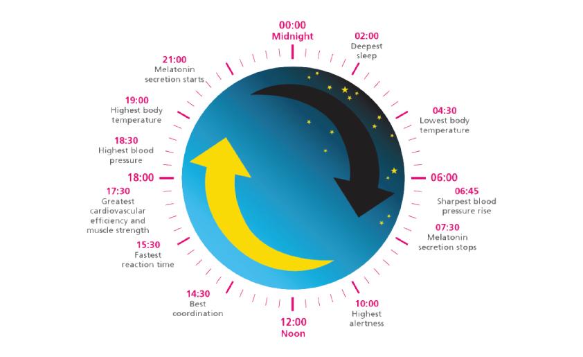 discover how sleep science reveals the patterns behind our sleep cycles and their impact on health and well-being.